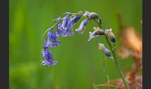 Englisches Hasenglöckchen (Hyacinthoides non-scripta)