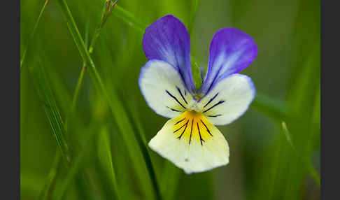 Wildes Stiefmütterchen (Viola tricolor agg.)