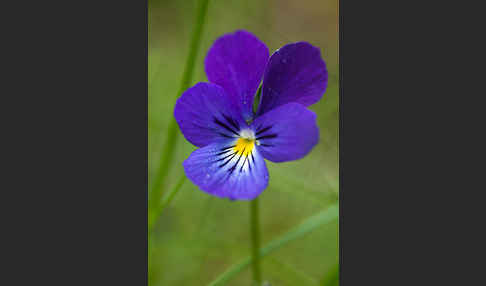 Wildes Stiefmütterchen (Viola tricolor agg.)