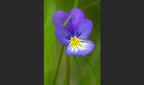 Wildes Stiefmütterchen (Viola tricolor agg.)