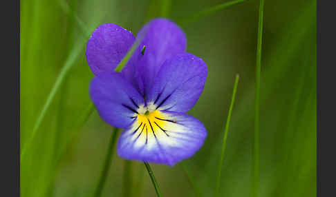 Wildes Stiefmütterchen (Viola tricolor agg.)