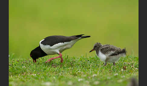 Austernfischer (Haematopus ostralegus)