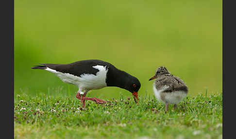 Austernfischer (Haematopus ostralegus)