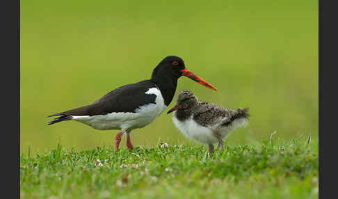 Austernfischer (Haematopus ostralegus)