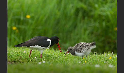 Austernfischer (Haematopus ostralegus)