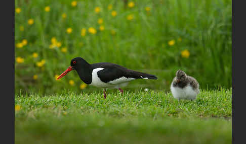 Austernfischer (Haematopus ostralegus)