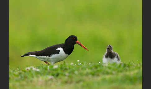 Austernfischer (Haematopus ostralegus)