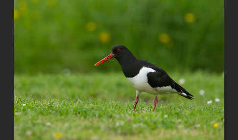 Austernfischer (Haematopus ostralegus)