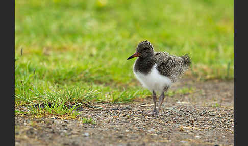 Austernfischer (Haematopus ostralegus)