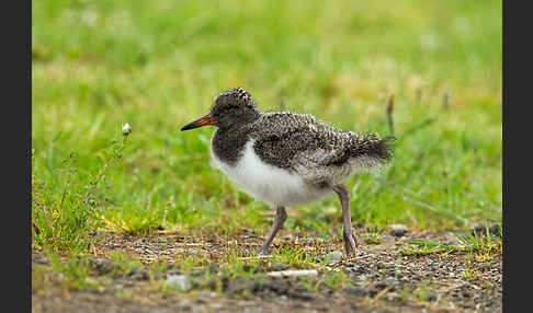 Austernfischer (Haematopus ostralegus)