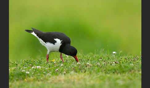 Austernfischer (Haematopus ostralegus)