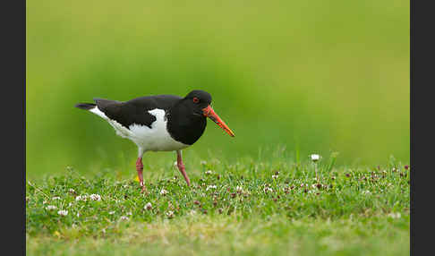 Austernfischer (Haematopus ostralegus)