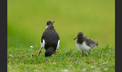 Austernfischer (Haematopus ostralegus)