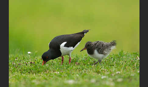 Austernfischer (Haematopus ostralegus)