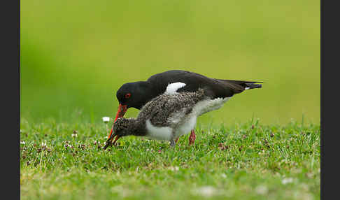 Austernfischer (Haematopus ostralegus)