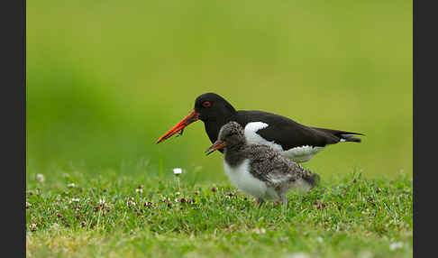 Austernfischer (Haematopus ostralegus)