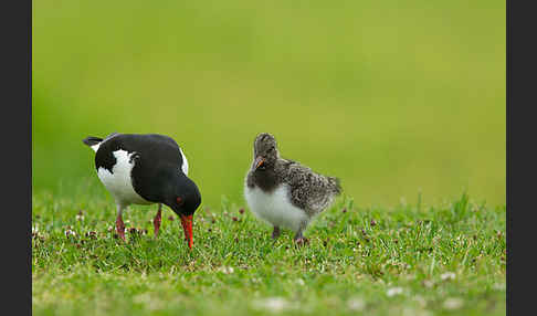 Austernfischer (Haematopus ostralegus)