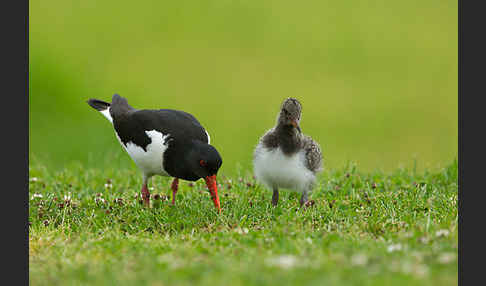 Austernfischer (Haematopus ostralegus)