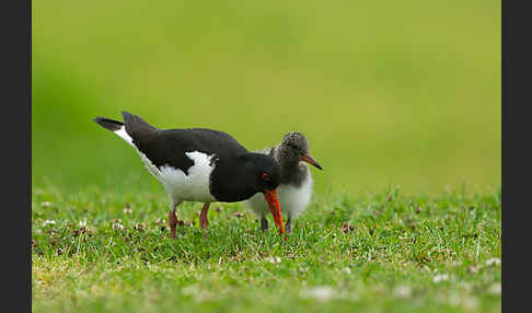 Austernfischer (Haematopus ostralegus)