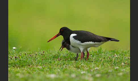 Austernfischer (Haematopus ostralegus)