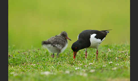 Austernfischer (Haematopus ostralegus)