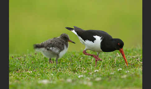 Austernfischer (Haematopus ostralegus)