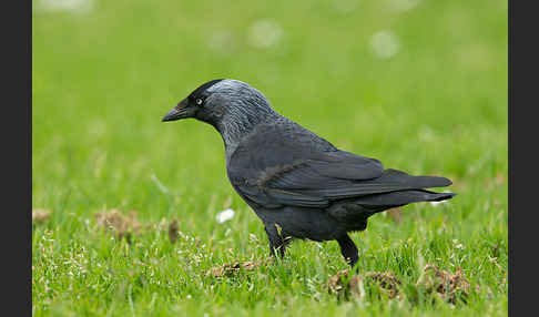 Dohle (Corvus monedula)