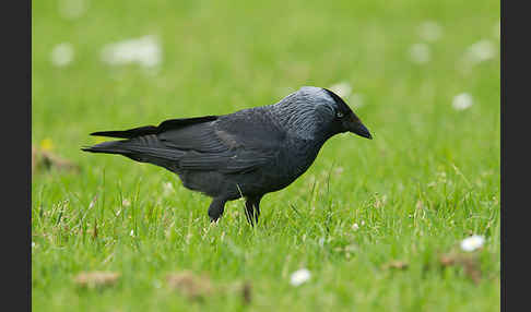 Dohle (Corvus monedula)