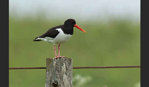 Austernfischer (Haematopus ostralegus)