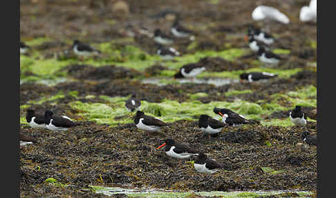 Austernfischer (Haematopus ostralegus)