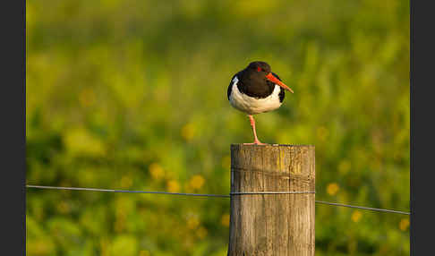 Austernfischer (Haematopus ostralegus)