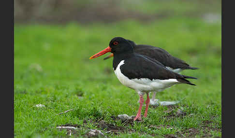 Austernfischer (Haematopus ostralegus)