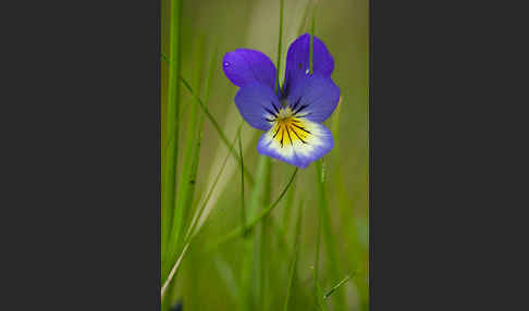 Wildes Stiefmütterchen (Viola tricolor agg.)