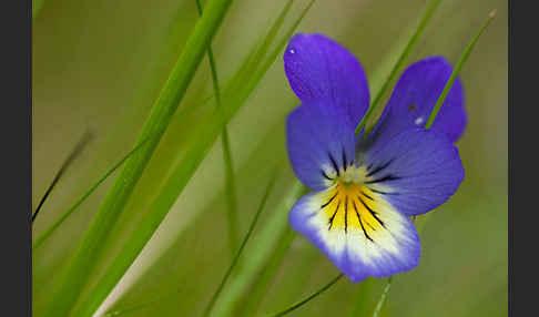 Wildes Stiefmütterchen (Viola tricolor agg.)