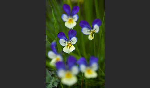 Wildes Stiefmütterchen (Viola tricolor agg.)