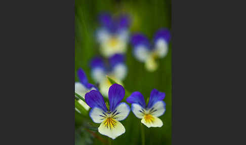 Wildes Stiefmütterchen (Viola tricolor agg.)