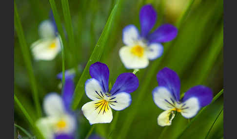 Wildes Stiefmütterchen (Viola tricolor agg.)