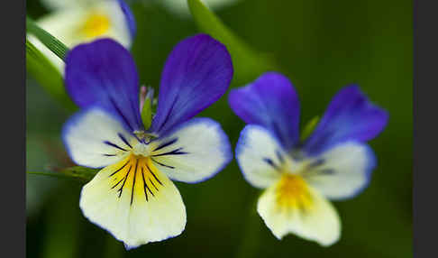 Wildes Stiefmütterchen (Viola tricolor agg.)