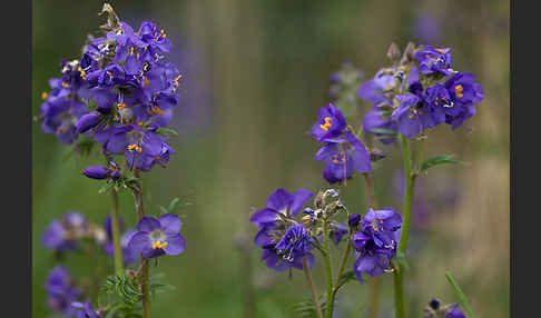 Blaue Himmelsleiter (Polemonium caeruleum)