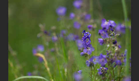 Blaue Himmelsleiter (Polemonium caeruleum)