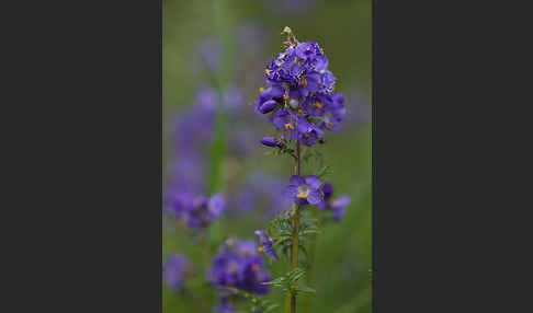 Blaue Himmelsleiter (Polemonium caeruleum)