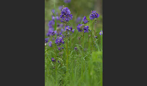 Blaue Himmelsleiter (Polemonium caeruleum)