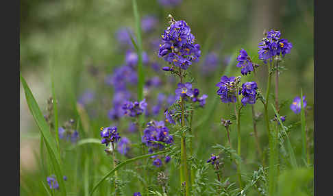 Blaue Himmelsleiter (Polemonium caeruleum)