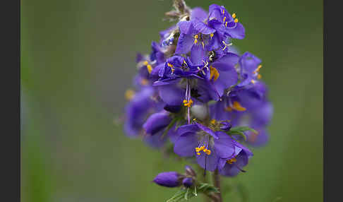 Blaue Himmelsleiter (Polemonium caeruleum)