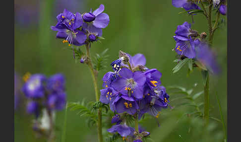 Blaue Himmelsleiter (Polemonium caeruleum)