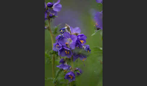 Blaue Himmelsleiter (Polemonium caeruleum)