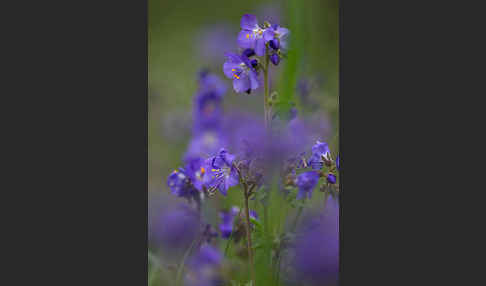 Blaue Himmelsleiter (Polemonium caeruleum)