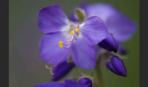 Blaue Himmelsleiter (Polemonium caeruleum)