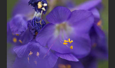 Blaue Himmelsleiter (Polemonium caeruleum)