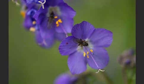 Blaue Himmelsleiter (Polemonium caeruleum)